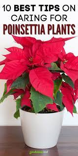 10 Best Tips On Caring For Poinsettia Plants In 2021 Poinsettia Plant Plants Poinsettia Care
