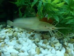 Namun dalam budidaya ikan lele, bukan suatu hal yang mudah. Cara Budidaya Ikan Lele Putih Lele Bule Albino Clarias Catfish Untuk Pemula