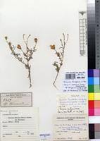 Image result for Vernonia chloropappa