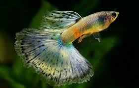 Colorfull Guppies Guppy Fish Tropical Freshwater Fish Fresh Water Fish Tank