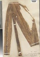 Image result for Sansevieria dawei