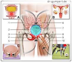 Zur entwicklung der mutter und eventuell auftretende schwangerschaftsanzeichen und begleiterscheinungen. Schambeinschmerzen In Der Schwangerschaft