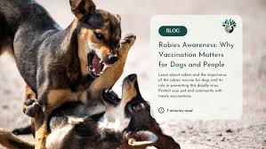 Image result for Rabies