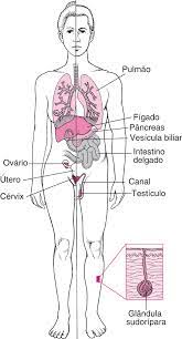 A fibrose quística é uma doença genética que altera os aparelhos respiratório, digestivo e reprodutor. Fatos Rapidos Fibrose Cistica Manual Msd Versao Saude Para A Familia