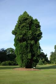 Image result for Calocedrus decurrens