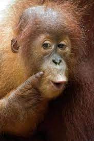 Kiss Me Right Here Jigsaw Puzzles Orangutan Jigsaw Puzzles Online