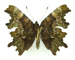 Image result for Polygonia c-album