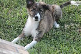 Border Collie Puppy For Sale Near Tyler East Tx Texas 7b692ad3 1d31 Border Collies For Sale Border Collie Puppies Puppies