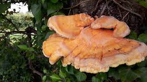 Maybe you would like to learn more about one of these? Chicken Of The Woods Totally Wild Uk
