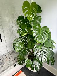 Image result for Monstera
