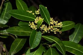 Image result for Secamone