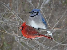 Blue Birds That Look Like Cardinals Blue Jay And Cardinal In Snow Storm Blue Jay Cardinal Birds Blue Bird