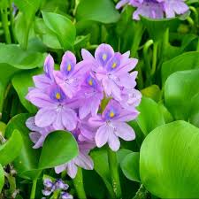 6 Water Hyacinth Floating Gather At River Hoa