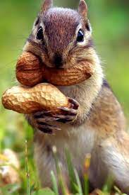 Hd wallpapers and background images. Squirrel Goes Nuts Wallpaper Iphone 2021 3d Iphone Wallpaper