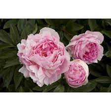 Monrovia 1 6 Gallon In Pot Lady Orchid Peony Lowes Com Growing Peonies Peonies And Hydrangeas Herbaceous Perennials