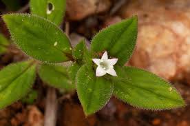 Image result for Richardia brasiliensis