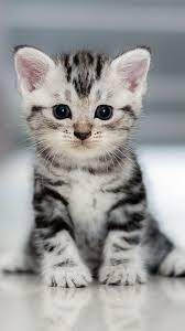 Animal Cat 1080x1920 Mobile Wallpaper Cute Baby Cats Cute Cat Wallpaper Kitten Wallpaper