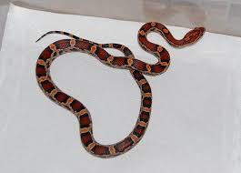 Black And White Corn Snake For Sale Beautiful Red Brown Orange And Black Baby Corn Snake Corn Snake Snake Patterns Snake