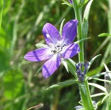 Green thumb gardens / down to earth services. Winfield Region Of The Kansas Native Plant Society Posts Facebook