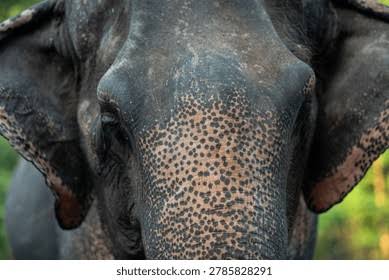 3,569 Elephant Battle Royalty-Free Images, Stock Photos & Pictures | Shutterstock
