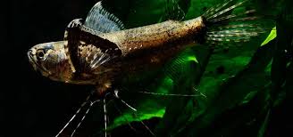 Fishes are curious, vibrant creatures living in the waters of seas, oceans and lakes. The African Butterflyfish Pantodon Buchholzi Tropical Fish Hobbyist Magazine