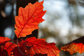 See more ideas about backyard, outdoor, outdoor solutions. Outdoor Landscaping Solutions For Your Yard This Fall Allen Outdoor
