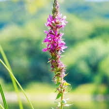 Image result for Uraria picta