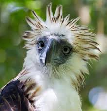 Eagles live, the millennium concert, and long road out of eden. Documentary Stirs Action For Rare Philippine Eagles News Vin