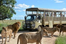 Lion and Safari Park Admission 2023 - Pretoria