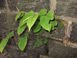 It causes damage, however, by taking advantage of structural weaknesses such as cracks and gaps. Japanese Knotweed The Legal Framework Phlorum