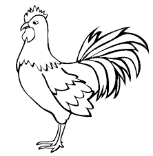 Ayam bangkok putih terdiri dari dua jenis, yaitu ayam usu dengan ciri khas seluruh bulunya yang berwarna putih tetapi bagian kaki serta paruhnya berwarna kuning. Kumpulan Gambar Ayam Kartun Hitam Putih Untuk Belajar Mewarnai Kumpulan Gambar Polos Untuk Mewarnai