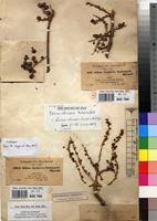 Image result for Lannea schimperi