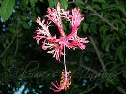 Image result for Hibiscus schizopetalus