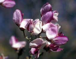 Check spelling or type a new query. Flowering