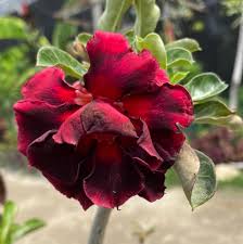 Pt kmi wire and cable tbk. For Sale Cattleya Landwood Tes Yoy S Orchids Farming Facebook