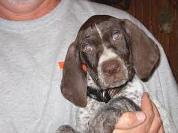 German shorthaired pointer standards, color varieties with examples, temperament, grooming, nutrition, choosing a puppy, features, training. German Shorthaired Pointer Club Of Virginia Posts Facebook