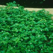 Image result for Sutera floribunda