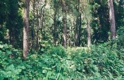 Image result for nature