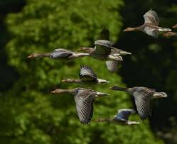 نتیجه جستجوی لغت [flock] در گوگل