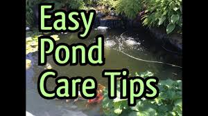 4.4 out of 5 stars. Easy Fish Pond Maintenance Tips How To Clean A Pond Pump And Increase The Water Flow Again Youtube