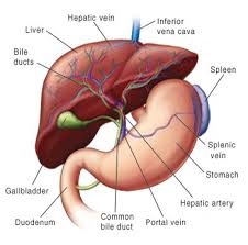 The Blood Vessel That Carries Blood From Gut To The Liver Blood Supply To The Intestines Anatomy Pictures And Information Arteries Are Blood Vessels That Carry Blood Away From The Heart