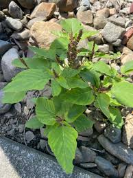 Image result for Amaranthus viridis