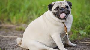High quality fat dog gifts and merchandise. Is Your Dog Too Fat How To Get A Slimmer Pet Abc News