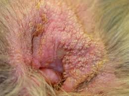 Image result for abscess dog's ear flap