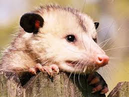Rid of fleas & possums. How To Get Rid Of Possums Near Your House And Under It