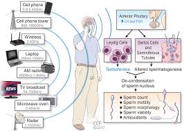 electromagnetic radiation safety effect of mobile phones on