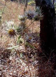 Image result for Macledium