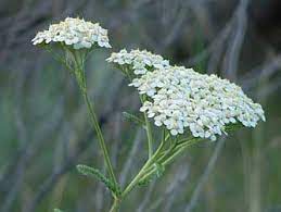 Yarrow For Healing Magical Herbs Medicinal Plants Plants