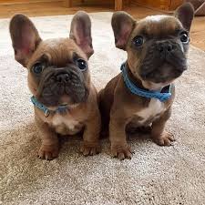 Black And Brown French Bulldog Puppies Are You One Of The Pug Lovers Or French Bulldog Lovers If You Do Then Our Online Store Is 100 For French Bulldog Puppies Bulldog Puppies Cute Puppies