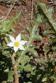 Image result for Solanum supinum